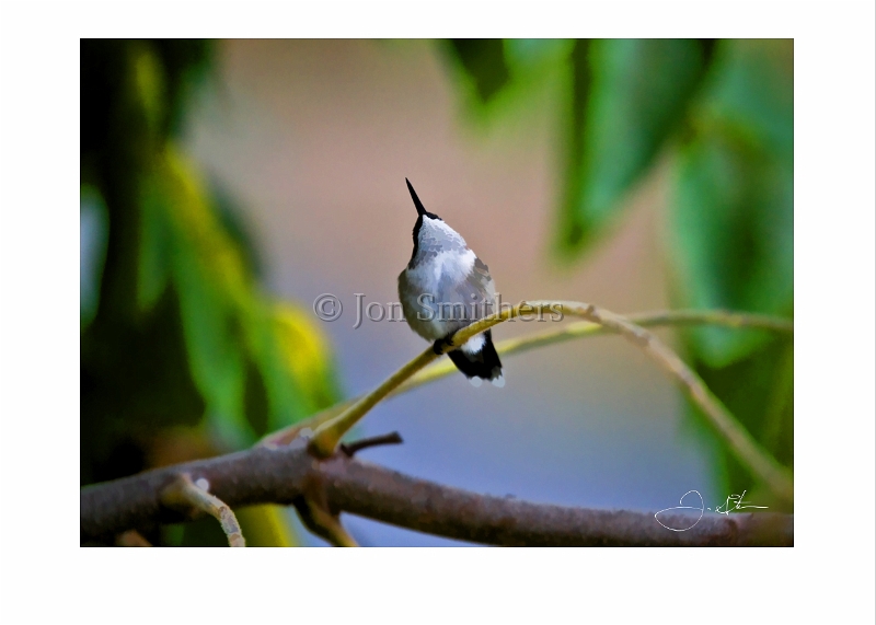 092708_9290-TS  Whistling Ruby Throat Hummingbird.jpg